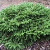 Ель обыкновенная Repens