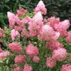 Гортензия Vanille Fraise с10 Pa 60