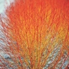 Дерен Midwinter Fire с7.5