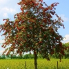 Рябина обыкновенная Edulis 14/16