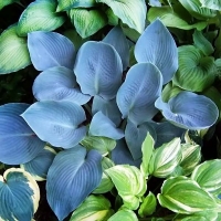 Хоста гибридная Blue vision, Хоста гибридная Блю Вижн, Hosta hybrida Blue vision
