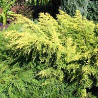 Можжевельник Gold Star, Juniperus Gold Star, Голд Стар Можжевельник