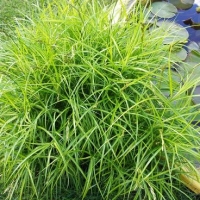 Осока пальмолистная с5, Сarex muskingumensis, Осока пальмолистная