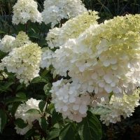 Гортензия Candlelight, Hydrangea paniculata Candlelight, Гортензия метельчатая Кэндэлайт