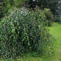 Береза повислая Youngii, Betula pendula Youngii, Берёза повислая Юнги