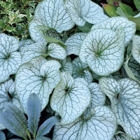 Брунера крупнолистовая Alexander Great, Brunnera macrophylla Alexander Great, Бруннера крупнолистовая Александр Грэйт