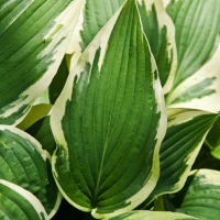 Хоста Antioch, Хоста Антиох, Hosta Antioch