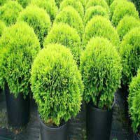 Туя западная Danica 30/50, Thuja occidentalis Danica, Туя западная Даника