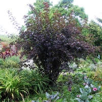 Пузыреплодник калинолистный Diabolo, Physocarpus opulifolius Diabolo, Пузыреплодник калинолистный Диаболо