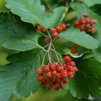 Рябина промежуточная 14/16, Sorbus intermedia, Рябина промежуточная