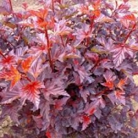 Пузыреплодник Andre, Physocarpus opulifolius Andre, Пузыреплодник Андре