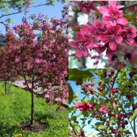 Яблоня Helena, Malus Helena, Яблоня декоративная Хелена