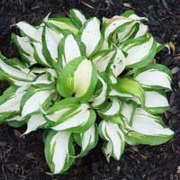 Хоста Raspberry Sundae, Хоста Распберри Сандей, Hosta Raspberry Sundae