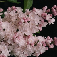 Сирень Красавица Москвы, Syringa vulgaris Beauty of Moscow,  Сирень обыкновенная Красавица Москвы