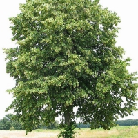 Липа европейская Pallida, Tilia europaea Pallida, Липа европейская Паллида