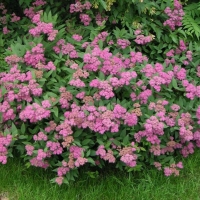 Спирея японская Anthony Waterer, Spiraea japonica Anthony Waterer, Спирея японская Энтони Ватерер