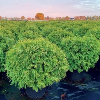 Thuja occidentalis Woodwardii, Туя западная Вудварди, Туя западная Woodwardii