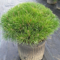 Сосна горная Pumilio 100/125, Pinus mugo Pumilio, Сосна горная Пумилио