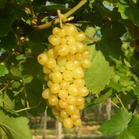 Виноград сорт кишмиш "342"  0,8 л - Питомник декоративных и садовых растений
