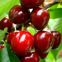 вишня журавка, Вишня Журавка WRB 5/6 лет, Prunus cerasus