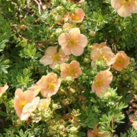 Лапчатка Daydawn, Potentilla fruticosa Daydawn, Лапчатка кустарниковая Дейдаун