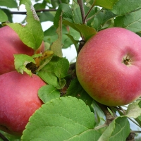 Яблоня Апрельское, Яблоня Апрельское с7.5, Malus