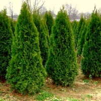 Туя западная смарагд C35 180/200, Туя смарагд,  смарагд, Туя западная Smaragd, Thuja occidentalis Smaragd, Thuja Smaragd ,  Smaragd