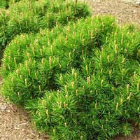 Сосна горная Pumilio С15 40/50, Pinus mugo Pumilio С15 40/50, Pinus mugo Pumilio, Сосна горная Pumilio