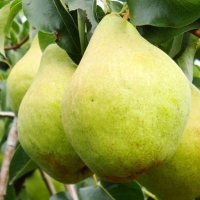 Груша обыкновенная Просто Мария, Pyrus communis Prosto Maria, Груша обыкновенная Просто Мария 5/6 лет