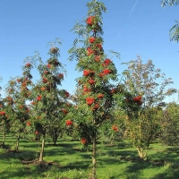 Рябина Dodong, Sorbus commixta Dodong, Рябина смешанная Додонг