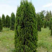 Туя западная Columna 140/160 - Питомник декоративных и садовых растений