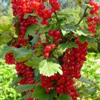 Смородина Голландская красная, Ribes