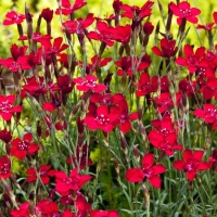 Гвоздика Confetti Deep Red, Dianthus deltoides Confetti Deep Red, Гвоздика Конфетти Дип Рэд