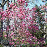 Магнолия George Henry Kern, Magnolia George Henry Kern, Магнолия Джордж Генри Керн