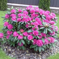 Рододендрон Helsinki University, Rhododendron Helsinki University, Рододендрон вечнозеленый гибридный Хельсинский университет