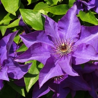 Клематис The President, Clematis The President, Клематис Президент