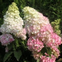 Гортензия Fraise Melba, Hydrangea paniculata Fraise Melba, Гортензия метельчатая Фрейз Мельба