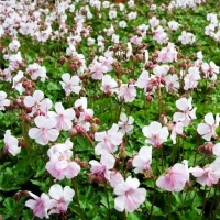 Герань кембриджская Biocovo, Geranium cantabrigiense Biocovo, Герань кембриджская Биоково