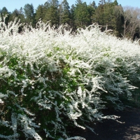 Спирея Тунберга, Spiraea thunbergii, Спирея Тунберга с12