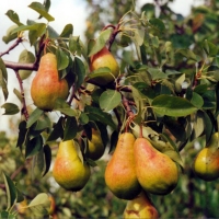 Груша Просто Мария лесная С3, Pyrus communis Prosto Maria, Груша Просто Мария лесная
