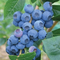 Голубика высокорослая Earliblue, Vaccinium corymbosum Earliblue, Голубика высокорослая Эрлиблю
