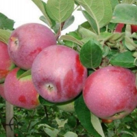 Яблоня Спартан 5/6 лет, Malus, Яблоня Спартан