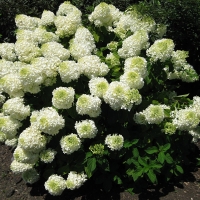 Гортензия Silver Dollar, Hydrangea macrophylla Silver Dollar, Гортензия метельчатая Сильвер Доллар