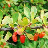 Барбарис Тунберга, Berberis Thunbergii