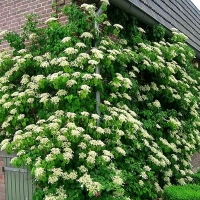 Гортензия черешковая, Hydrangea anomala petiolaris, Гортензия черешковая (вьющаяся)