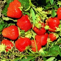 Земляника Darselect, Fragaria Darselect, Земляника Дарселект