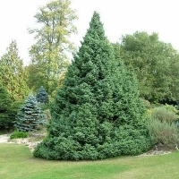 Ель сербская, Ель сербская 100/120, Picea Omorica