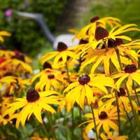 Рудбекия блестящая Goldsturm, Rudbeckia fulgida Goldsturm, Рудбекия блестящая Гольдштурм
