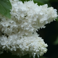 Сирень Jeanne D'Arc, Syringa vulgaris Jeanne dArc, Сирень Жанна д'Арк