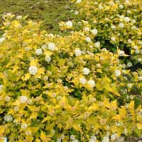 Пузыреплодник Dart's Gold, Physocarpus opulifolius Dart's Gold, Пузыроплодник калинолистный Дартс Голд